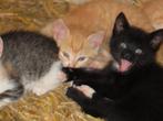 Heel lief zwart met wat wit katertje Nu €75,00, Dieren en Toebehoren, Katten en Kittens | Overige Katten, Meerdere dieren