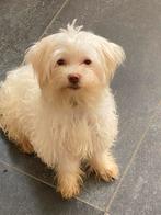 Maltipoo puppy’s, 15 weken tot 1 jaar, Overige rassen, CDV (hondenziekte), Meerdere