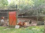 SPOED: Toom Kippen en diverse hanen meer foto's volgen!, Dieren en Toebehoren, Pluimvee, Meerdere dieren, Kip