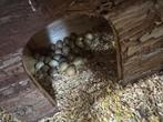 Chinese dwergkwartel eieren, Dieren en Toebehoren, Pluimvee, Geslacht onbekend, Overige soorten