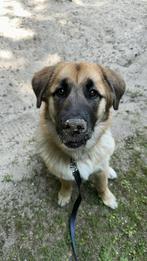 Leonberger malamute kruising pup te koop, Rabiës (hondsdolheid), 15 weken tot 1 jaar, Reu, Groot