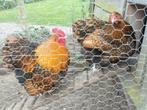Jonge Orpington haan, Dieren en Toebehoren, Pluimvee, Mannelijk, Kip