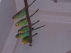 Grasparkieten, Dieren en Toebehoren, Vogels | Overige Vogels, Meerdere dieren