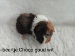 Cavia.s 3 week oud  mogen volgende week verhuizen, Dieren en Toebehoren, Knaagdieren, September, Mannelijk, Cavia