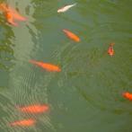 Gratis goudvissen. Meer dan 50 beschikbaar., Dieren en Toebehoren, Vissen | Vijvervissen, Goudvis(sen)