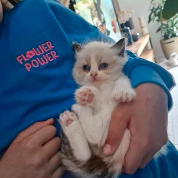 Nog 1 ragdoll kittens poesje   beschikbaar voor biedingen