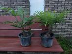 Winterharde palmbomen (T. fortunei) verschillende maten, Bloeit niet, 100 tot 250 cm, Palmboom, Ophalen