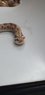 Haakneus conda het albino vrouw (Heterodon nasicus), Dieren en Toebehoren, Reptielen en Amfibieën, Slang