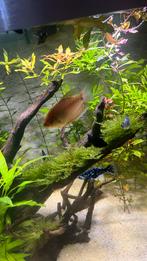 Gratis gourami, Dieren en Toebehoren, Vissen | Aquariumvissen, Vis