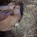 Vlaamse reus ram te ruil, Dieren en Toebehoren, Konijnen, Mannelijk, Groot