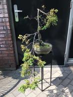 Juniperus squamata bonsai starter, Ophalen, Overige soorten, Minder dan 100 cm
