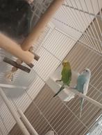 Parkieten Inc. Kooi, Dieren en Toebehoren, Vogels | Parkieten en Papegaaien, Meerdere dieren, Parkiet