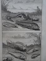 twee etsen tropische vissen 2 visser Azie Elliger 1724, Antiek en Kunst, Kunst | Etsen en Gravures, Verzenden