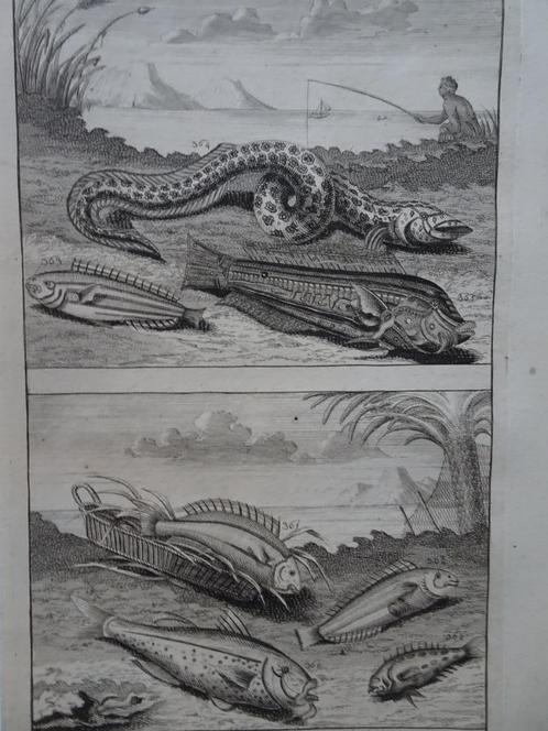 twee etsen tropische vissen 2 visser Azie Elliger 1724, Antiek en Kunst, Kunst | Etsen en Gravures, Verzenden