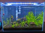 Aquariumvissen & garnalen te koop – gezond, kleurrijk & goed, Dieren en Toebehoren, Vis, Zoetwatervis