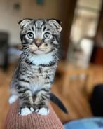 Kittens te koop 2 scottish fold x straight, Kater
