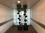 Cupressus pon pon Vormsnoei bonsai, Ophalen of Verzenden, Conifeer, Minder dan 100 cm