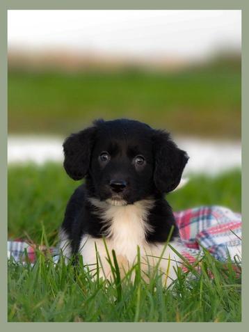 Lieve raszuivere Friese Stabij pups zoeken baasjes🖤 beschikbaar voor biedingen