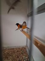 Mooi koppeltje kapoetsen sijsen, Meerdere dieren, Kleurkanarie