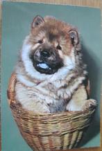 chow chow in mand  -  onbeschreven, Verzenden, 1960 tot 1980, Ongelopen, Hond of Kat