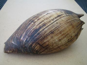 Slaapschelp,  Asmat, Lorentz, Zuid Papoea, Nieuw Guinea beschikbaar voor biedingen