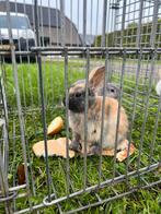 Jonge konijntjes, Dieren en Toebehoren, Konijnen, Meerdere dieren