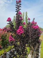 Lagerstroemia Raspberry Sorbet / ‼️‼️ 3 halen 2 betalen ‼️‼️, 250 tot 400 cm, Zomer, Zuilboom, Ophalen