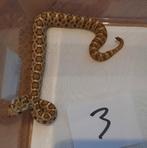 Baja California rattlesnake 0.0.5 (Crotalus enyo), Dieren en Toebehoren, Slang, 0 tot 2 jaar