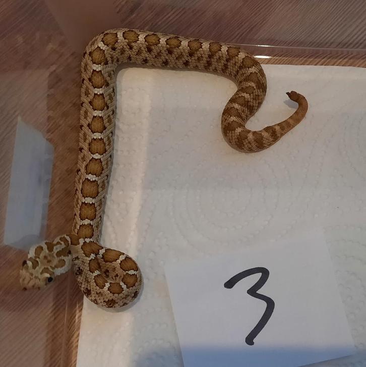Baja California rattlesnake 0.0.5 (Crotalus enyo), Dieren en Toebehoren, Reptielen en Amfibieën, Slang, 0 tot 2 jaar
