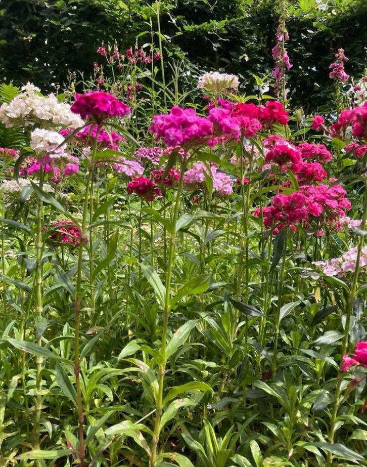 Duizendschoon mix zaden, Tuin en Terras, Bloembollen en Zaden, Volle zon, Ophalen of Verzenden