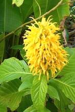 Braziliaanse pluim 'Yellow' (Jacobinia aurea), Tuin en Terras, Planten | Tuinplanten, Ophalen of Verzenden