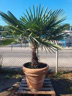 Palmboom, Ophalen, Zomer, Volle zon, Palmboom
