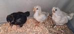 3 leuke handtamme kuikens, Dieren en Toebehoren, Meerdere dieren, Kip