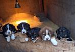 Te koop prachtige kruising Berner Sennen pups., Nederland, 8 tot 15 weken, Groot, CDV (hondenziekte)