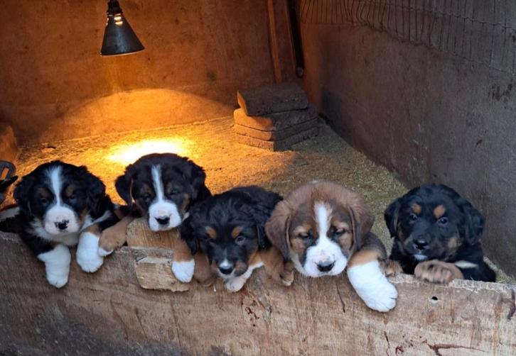 Te koop prachtige kruising Berner Sennen pups., Dieren en Toebehoren, Honden | Niet-rashonden, Groot, Meerdere dieren, Fokker | Professioneel