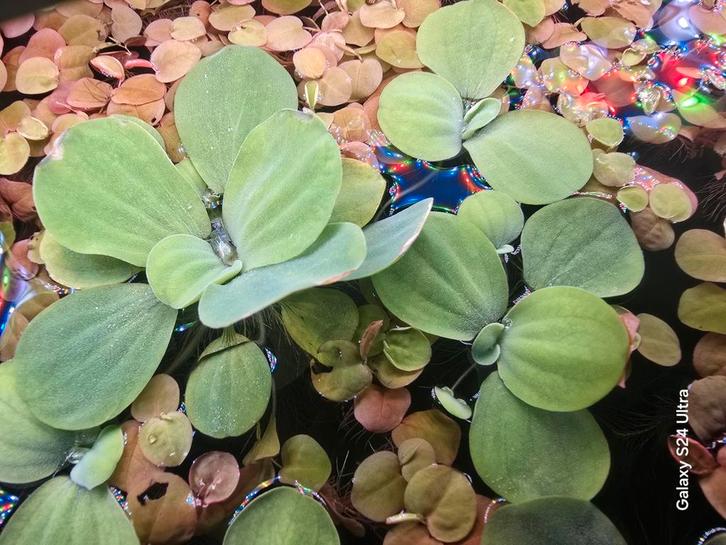 Limnobium Laevigatum, Dieren en Toebehoren, Vissen | Aquaria en Toebehoren, Zo goed als nieuw, Plant(en), Steen of Hout, Ophalen of Verzenden