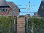 Leilinde (Tilia europaea 'Pallida'), Tuin en Terras, Planten | Bomen, Leiboom, 100 tot 250 cm, Zomer, Ophalen
