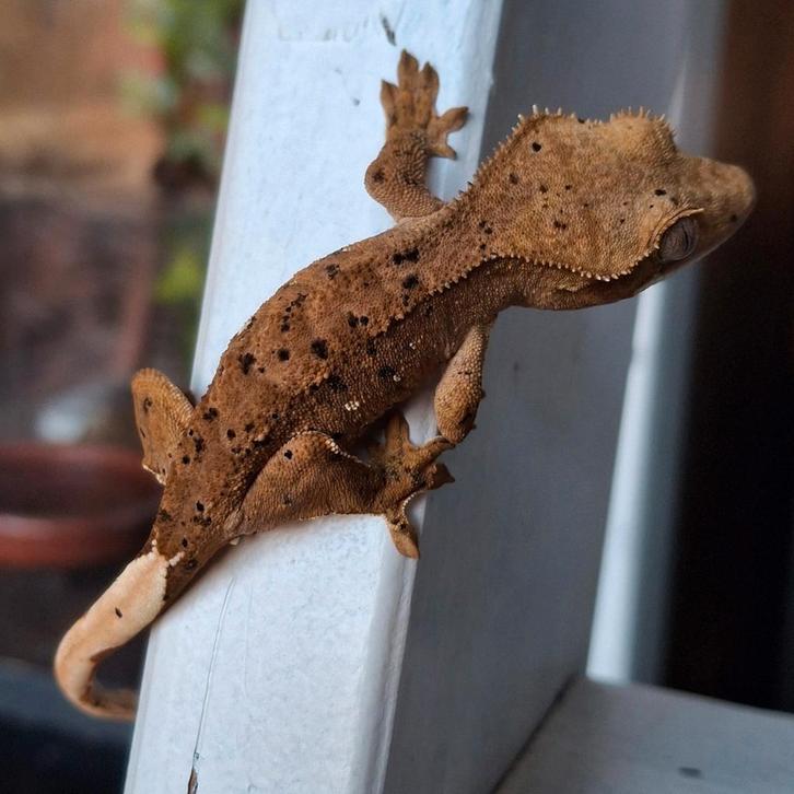 Prachtige superdalmatian wimpergekko / crested gecko pos man