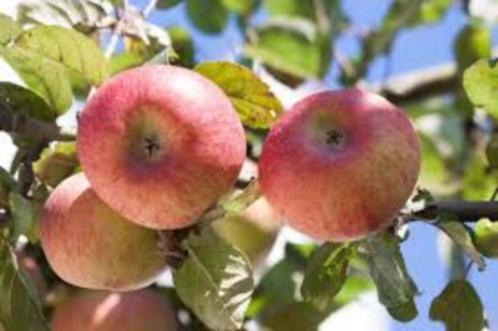 De laatste 14 halfstam appelboom appelboompjes appelbomen, Tuin en Terras, Planten | Fruitbomen, Appelboom, 100 tot 250 cm, Lente