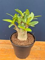 Adenium Baobab p12 (7), Ophalen of Verzenden, Halfschaduw, Minder dan 100 cm