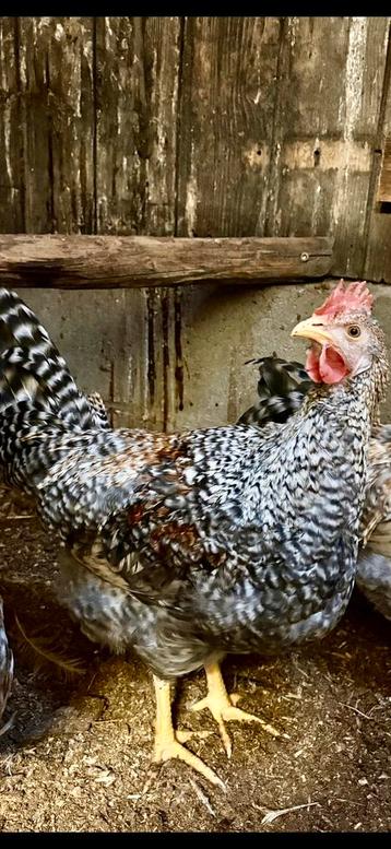 Te koop mooie Cream Legbar haan beschikbaar voor biedingen