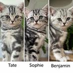3 britse korthaar kittens zoeken huisje, Meerdere dieren, Gechipt, 0 tot 2 jaar