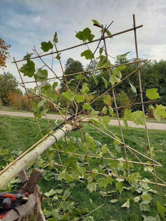 Dikke Dakplatanen, dakplataan XXL, Stervormig en vierkant, Tuin en Terras, Planten | Bomen, Dakboom, Ophalen