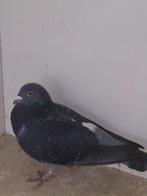 2 postduiven(duivinnen), Dieren en Toebehoren, Meerdere dieren, Postduif