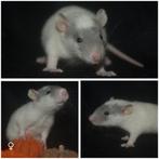 Rittens,ratten,ratjes, Dieren en Toebehoren, Knaagdieren, Rat, Vrouwelijk, Tam, September