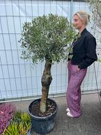Prachtige compacte Olijfboom met dikke stam, Ophalen of Verzenden, Lente, 100 tot 250 cm, Olijfboom