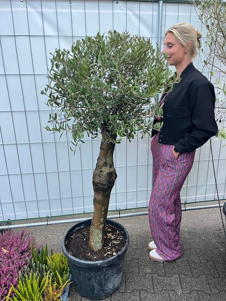 Prachtige compacte Olijfboom met dikke stam, Tuin en Terras, Planten | Bomen, Olijfboom, 100 tot 250 cm, Volle zon, Lente, In pot
