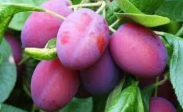 FRUITBOMEN UIT KOELCEL beschikbaar voor biedingen