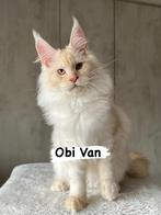 Maine Coon kitten, Kater