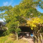 Albizia julibrissin Perzische slaapboom zaden, Tuin en Terras, Planten | Bomen, Ophalen of Verzenden, Volle zon, Overige soorten